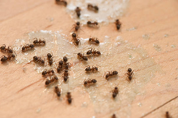  Fanning Springs, FL Pest Control Pros