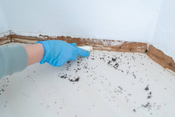 Best Spider Control Near Me  in Fanning Springs, FL